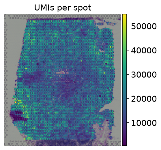 UMI counts across tissue