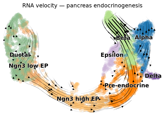 Velocity stream on UMAP